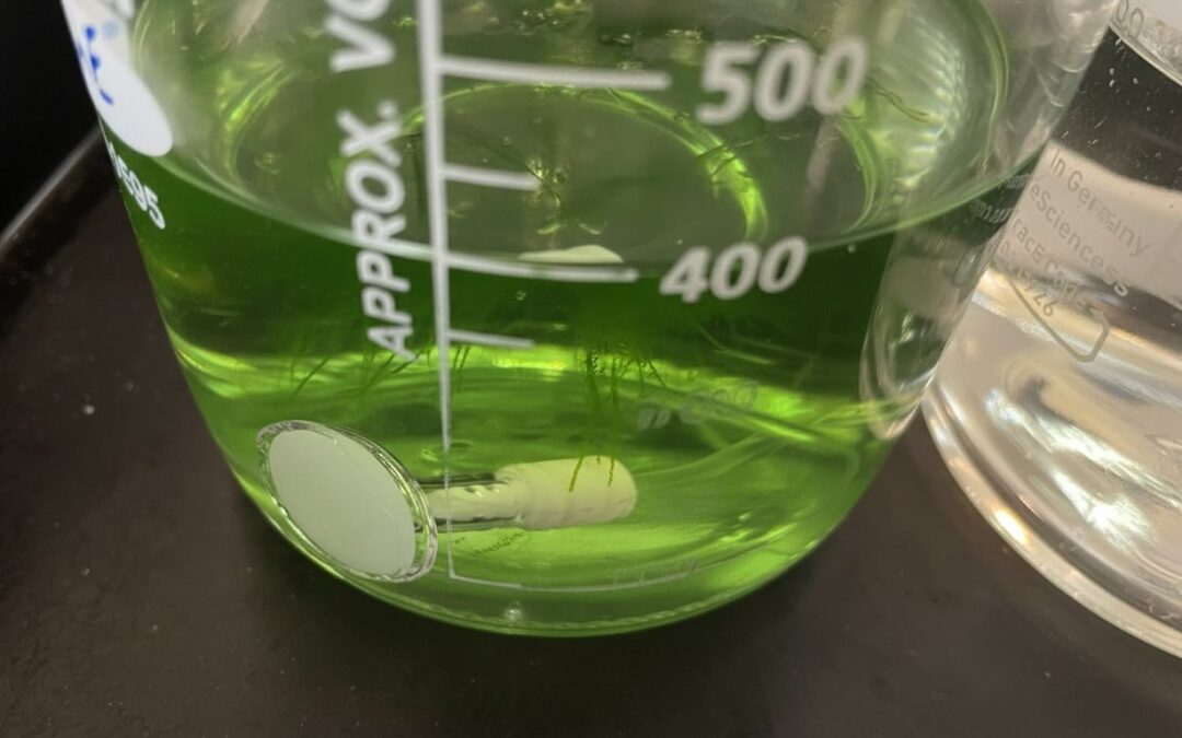 HPLC Doppelpeaks und unruhige Basislinie: Die Ursache können Algen, Bakterien oder Biofilm in der HPLC sein